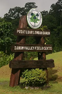 Borneo Rainforest Drucke: Danum, Danum