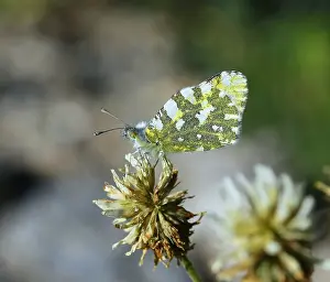 European Insect Photography Drucke: Dappled White Euchloe crameri