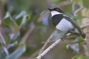 Tanzania Nature Photography Drucke: Dark Batis, Batis crypta