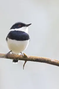 Tanzania Nature Photography Drucke: Dark Batis, Batis crypta