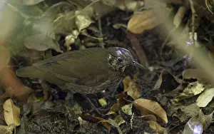 Nature Photography In Asia Drucke: Dark-sided Thrush, Zoothera marginata