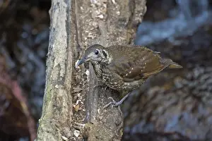 Outdoor Nature Photography Tips Drucke: Dark-sided Thrush, Zoothera marginata