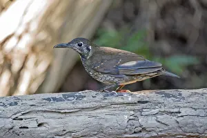 Nature Photography Thailand Drucke: Dark-sided Thrush, Zoothera marginata