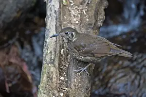 Nature Photography Thailand Drucke: Dark-sided Thrush, Zoothera marginata