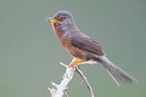 Dartford Warbler Drucke: Dartford Warbler
