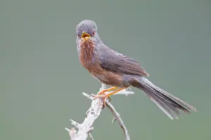 Dartford Warbler Drucke: Dartford Warbler
