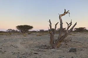 Dead Tree Landscape Drucke: Dead Tree in arid plain