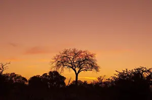 Dead Tree In Africa Drucke: A dead tree at sunset. Botswana