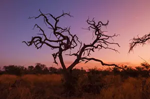 Sunset In Africa Drucke: A dead tree at sunset. Botswana