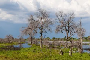 African Nature Reserve Scenery Drucke: Dead trees bordering a swamp in the Okavango delta