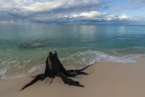 Seychelles Beach Scenery Drucke: A decaying tree stump on a sandy beach under a dramatically cloudy sky