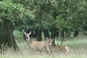August Drucke: deer