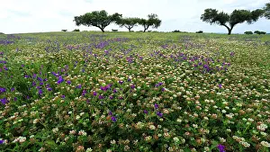 Dehesa