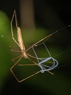 Deinopidae Netzfangspinnen