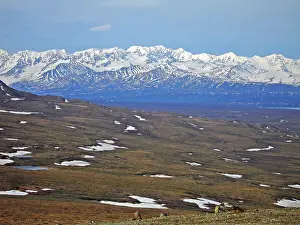 Denali National Park Images Drucke: Denali NP