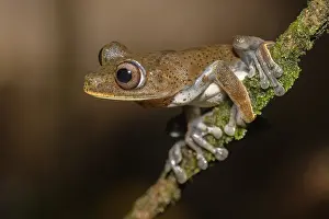 März Drucke: Dendropsophus manonegra