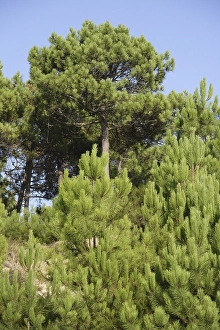 Coastal Forest Drucke: Dennen, Pines