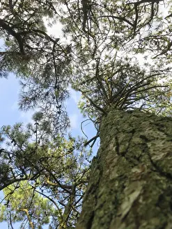 Low Angle Photography Europe Drucke: Dennenboom, Pine
