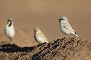 Moroccan Nature Photography Drucke: Desert Sparrow, Passer simplex