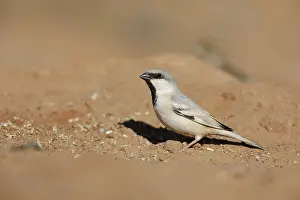 Desert Animal Photography Drucke: Desert Sparrow, Passer simplex