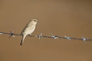 Sahara Desert Wildlife Drucke: Desert Sparrow, Passer simplex