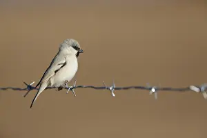 Moroccan Nature Photography Drucke: Desert Sparrow, Passer simplex