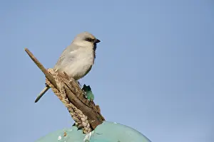 Sahara Desert Wildlife Drucke: Desert Sparrow, Passer simplex