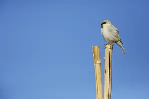 Nature Outdoor Photography Drucke: Desert Sparrow, Passer simplex
