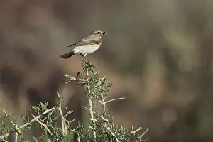 Old World Flycatcher Photography Drucke: Desert Wheatear