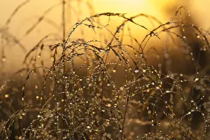 Frischschauer gras.