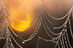 Dewy Spider Web Drucke: Dew-covered spiderweb
