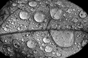 Water Drops On Leaves Drucke: Dew drops on autumn leaf