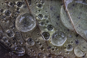 Water Drops On Leaves Drucke: Dew drops on autumn leaf