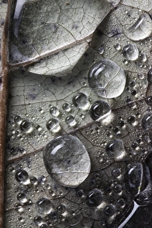 Black And White Nature Photography Drucke: Dew drops on autumn leaf