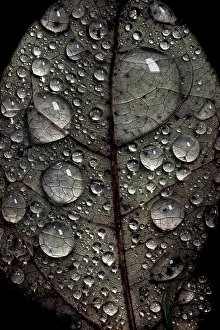 European Autumn Leaves Drucke: Dew drops on autumn leaf