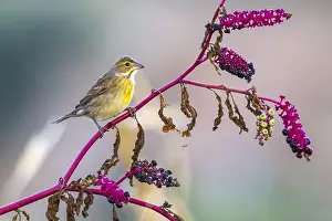 Dickcissel, Spiza americana
