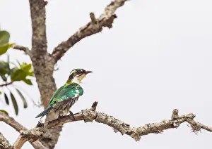 Wild Animal Photography Outdoor Drucke: Diederik Cuckoo, Chrysococcyx caprius