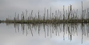 Europe Nature Reserve Drucke: Diepholz, Diepholz