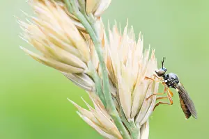 Bilder Datiert 22. Juni 2021: Dioctria lateralis