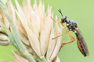 Bilder Datiert 22. Juni 2021: Dioctria lateralis