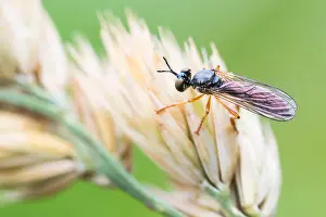 Bilder Datiert 22. Juni 2021: Dioctria lateralis