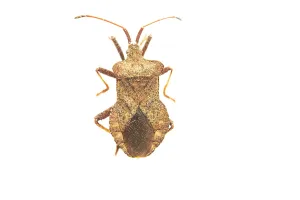 Bilder Datiert 24. Mai 2018: Kai-Insekt, Coreus marginatus