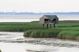 Dollard
