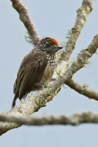 D'Orbignys Dwergspecht, Ocellierte Spechtvogel, Picumnus dorbignyanus