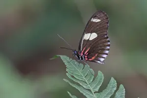 South American Butterflies Drucke: Doris Longwing (Heliconius doris)