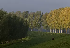 De Biesbosch