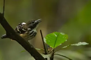 Peru Bird Species Drucke: Dot-backed Antbird