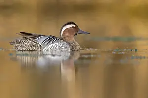 European Duck Species Drucke: Drake garganey