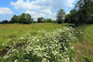 Dutch Countryside Landscapes Drucke: Drentse Aa