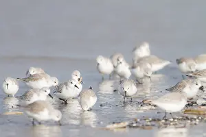 Calidris Alba Drucke: Drieteenstrandloper, Sanderling, Calidris alba winter flock on coastline